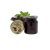 Tengerszem sült tea Bodza 60ml